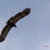 085 LOANGO 2 Tassi le Bungalow Principal Oiseau Aves Palmiste Africain Gypohierax angolensis Juvenile en Vol 15E5K3IMG_106426wtmk.jpg